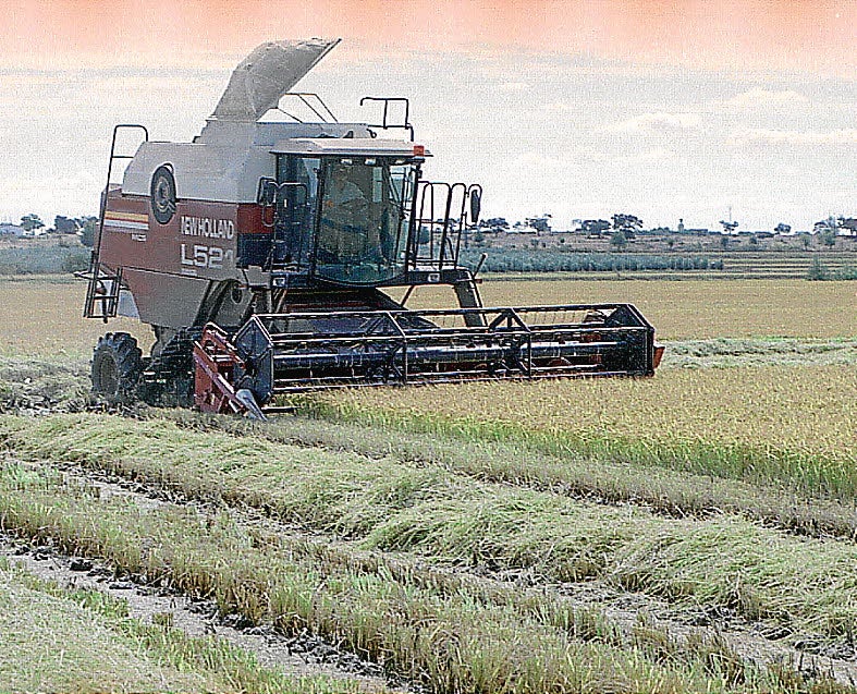 Cultivo de arroz en Extremadura.