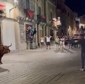 PACMA denuncia ante la Guardia Civil la muerte a tiros de un toro en Coria