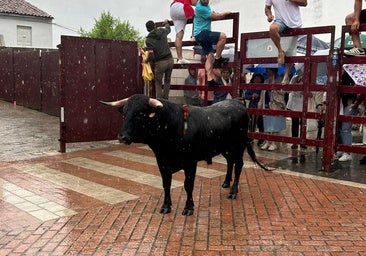 La tradicional lidia del novillo de promoción juveniles de Tonelero se celebra bajo la lluvia