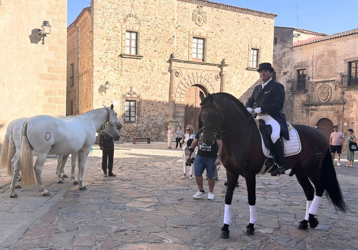 Caballos de pura raza española este martes en la plaza de Santa María de Cáceres.