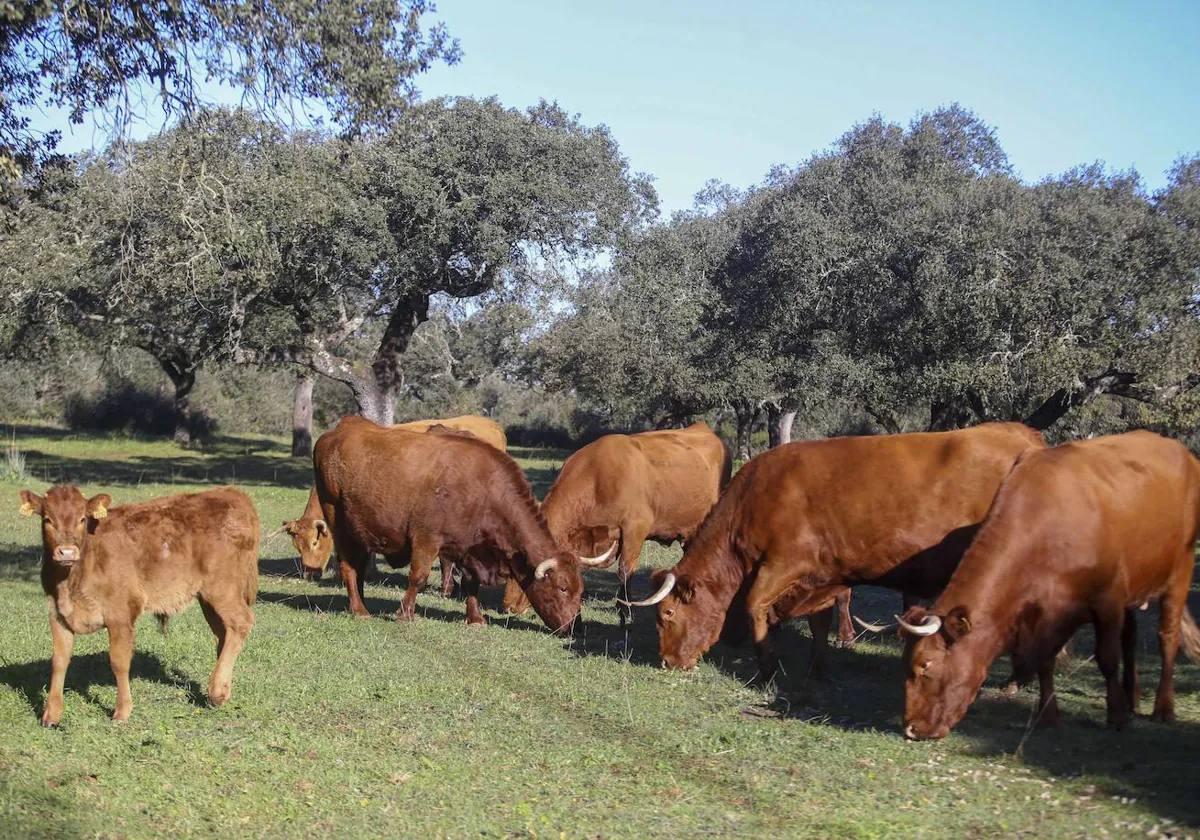 Ganado vacuno en una finca de Extremadura.