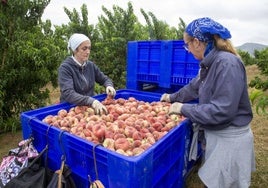 Unas jornaleras depositan paraguayos en un contenedor de fruta en una finca de Mérida.