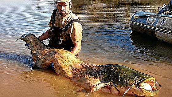 El siluro amenaza la pesca de toda la vida en Extremadura