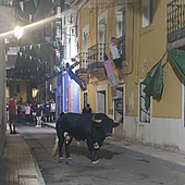 El toro del aguardiente deja un herido grave por una cornada en Moraleja