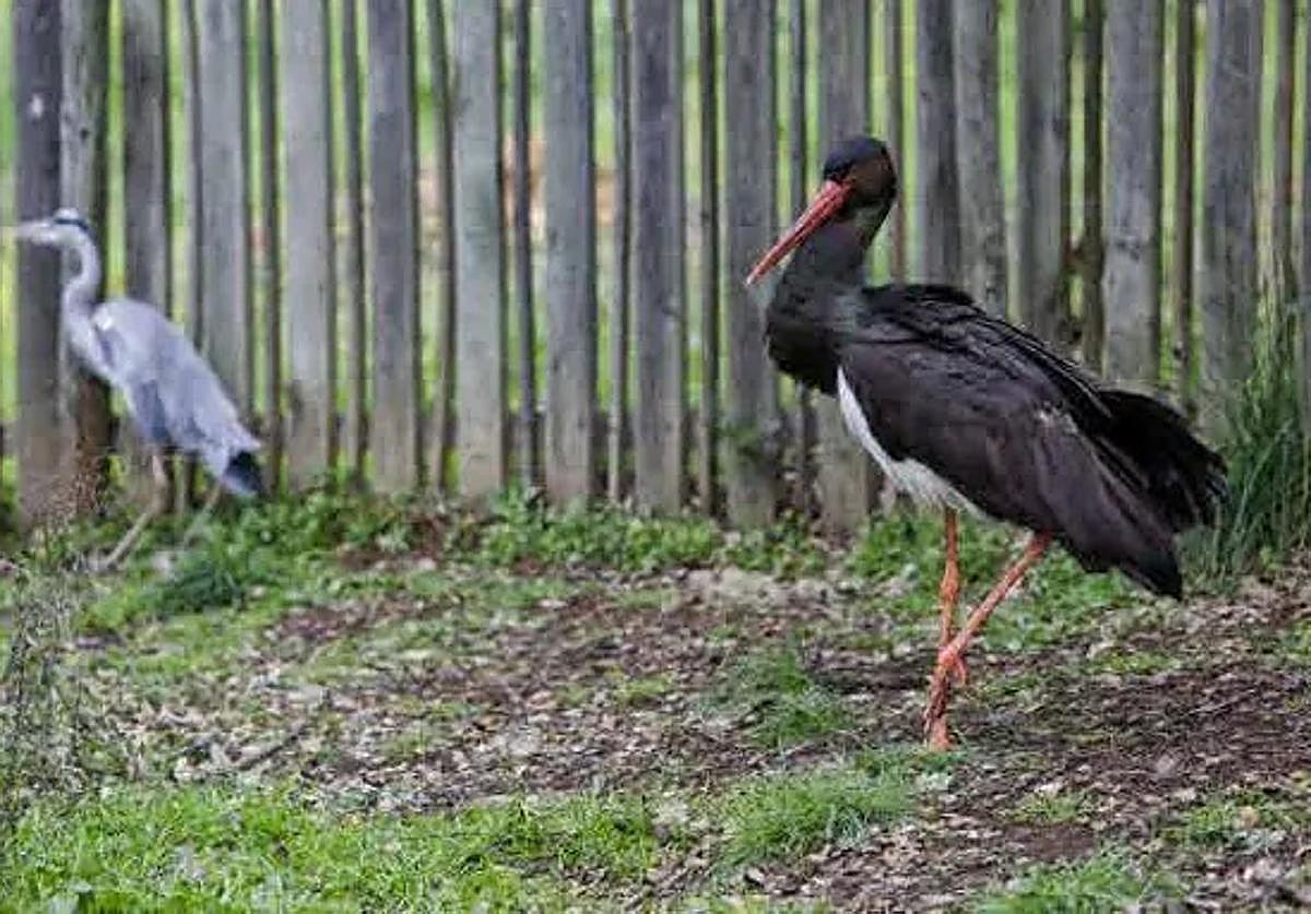 Cigüeña negra,