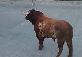 Lidia del toro de la Comisión de Festejos en la plaza Victorino Martín