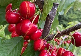 La DOP Cereza del Jerte cifra en 15 millones de euros las pérdidas de este año debido a las lluvias