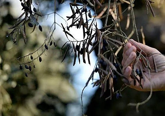 Rama seca de un olivo por la plaga de la bacteria.