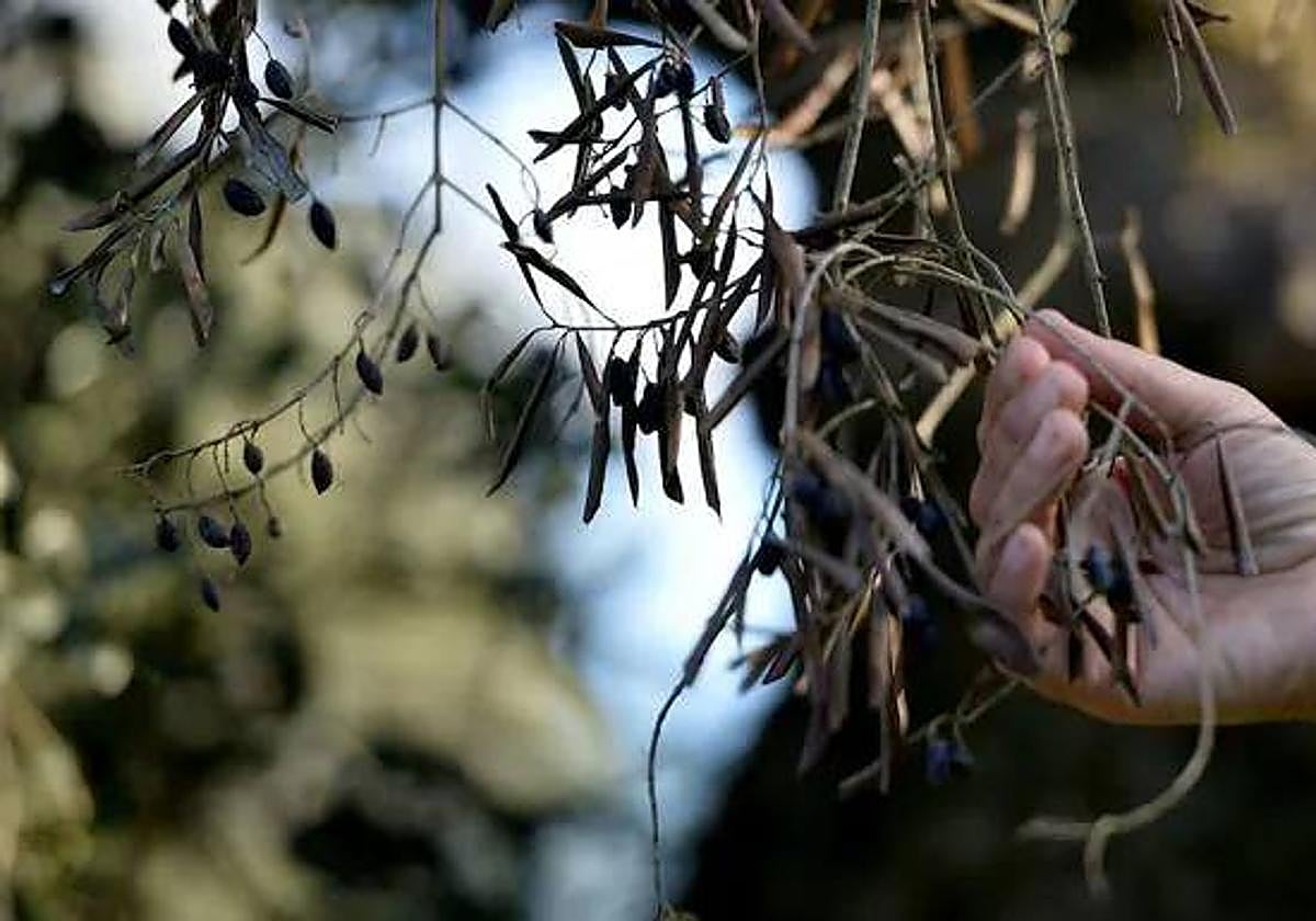 Rama seca de un olivo por la plaga de la bacteria.