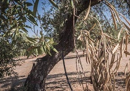 Olivo dañado por la 'Xylella fastidiosa'.