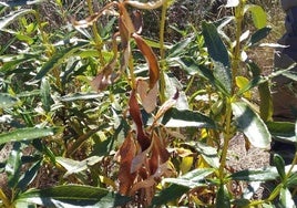 Planta de jara afectada por la Xylella en Valencia de Alcántara. Se detectó en junio pasado. Hay cinco plantas detectadas con esta bacteria en el término cacereño.