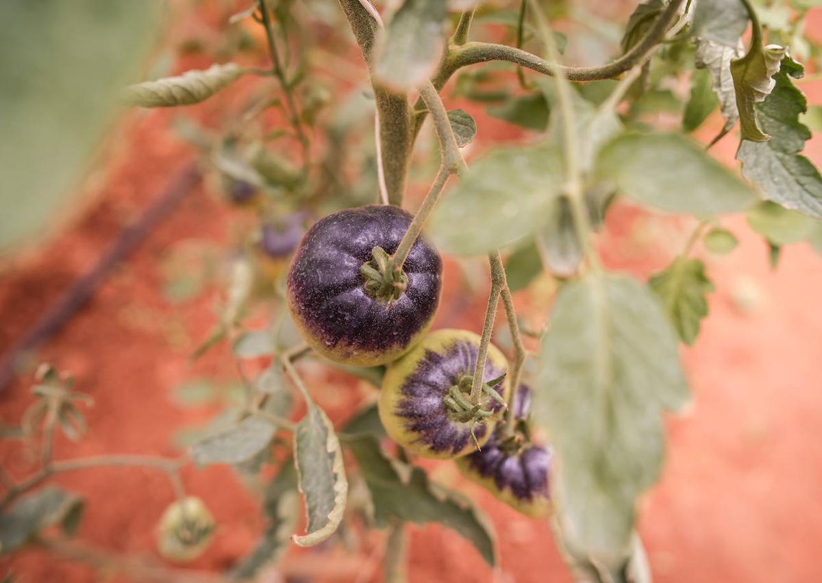 Imagen secundaria 1 - Tiene ocho tipos de semillas diferentes y cada una produce un tomate con diversas particularidades.