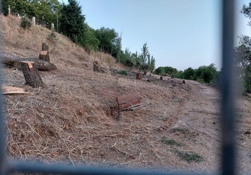 La tala de árboles del parking alarma a Cáceres Verde y enfrenta a PP y PSOE