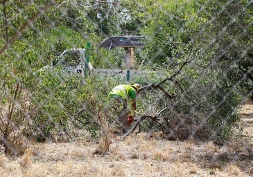 Ecologistas en Acción de Cáceres lamenta la tala de árboles del Parque del Príncipe