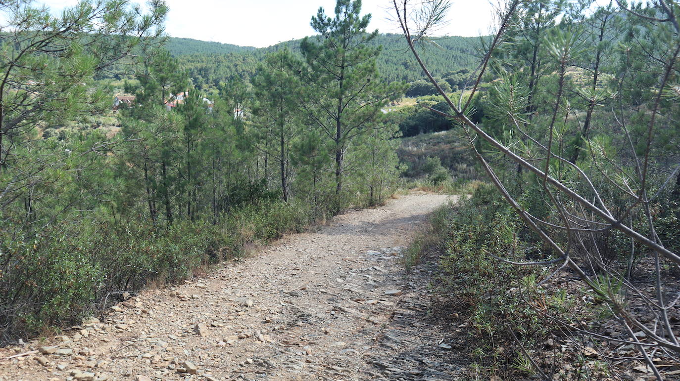 Camino rural en un pinar