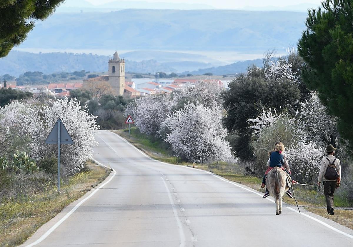 Una familia pasea en burro entre almendros en Garrovillas de Alconétar.