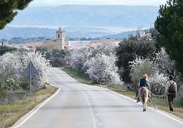Una familia pasea en burro entre almendros en Garrovillas de Alconétar.