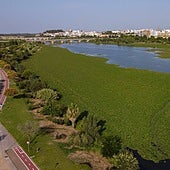 El nenúfar mexicano ya invade 86 hectáreas del río en el tramo urbano de Badajoz
