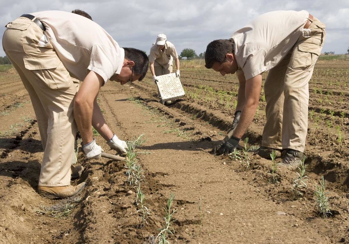 Trabajadores de Ctaex trasplantan plantas aromáticas en una finca de ensayo.