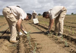 Trabajadores de Ctaex trasplantan plantas aromáticas en una finca de ensayo.