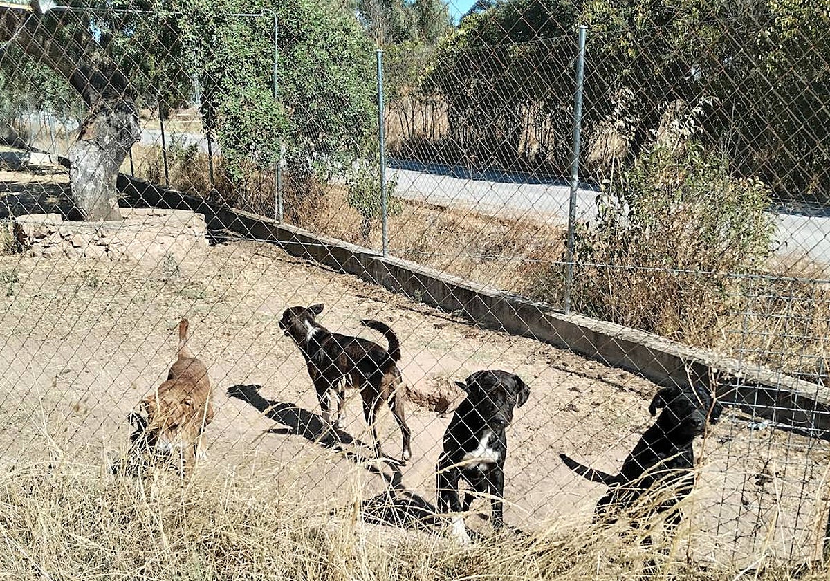 Uno de los patios del Centro de Protección Animal