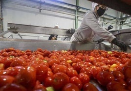 La transformación del tomate para conservas es un proceso muy intensivo en uso de energía.