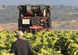Cultivo de tabaco en Jaraíz.