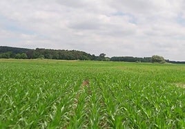 Apag pide que se anticipe el 70% de las ayudas de la PAC a partir del 16 de octubre