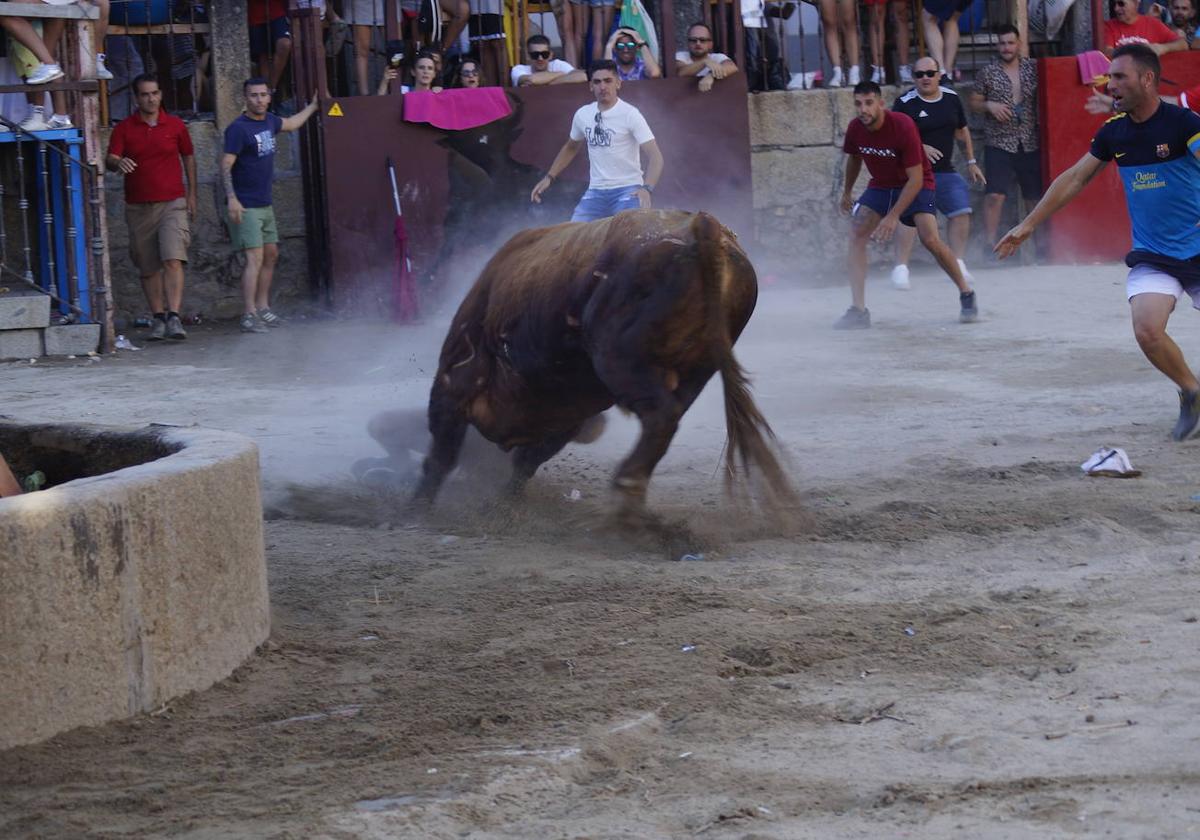 Así fue la cogida del toro durante las fiestas de Cuacos de Yuste