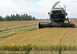 Aprobado el tratamiento fitosanitario contra la pudenta del arroz en Vegas del Guadiana y en el Alagón