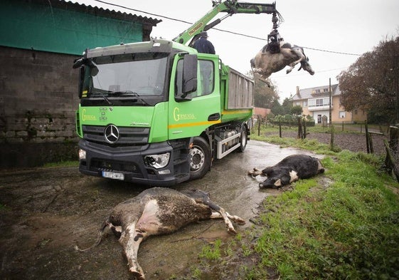 Vacas afectadas por la enfermedad hemorrágica.