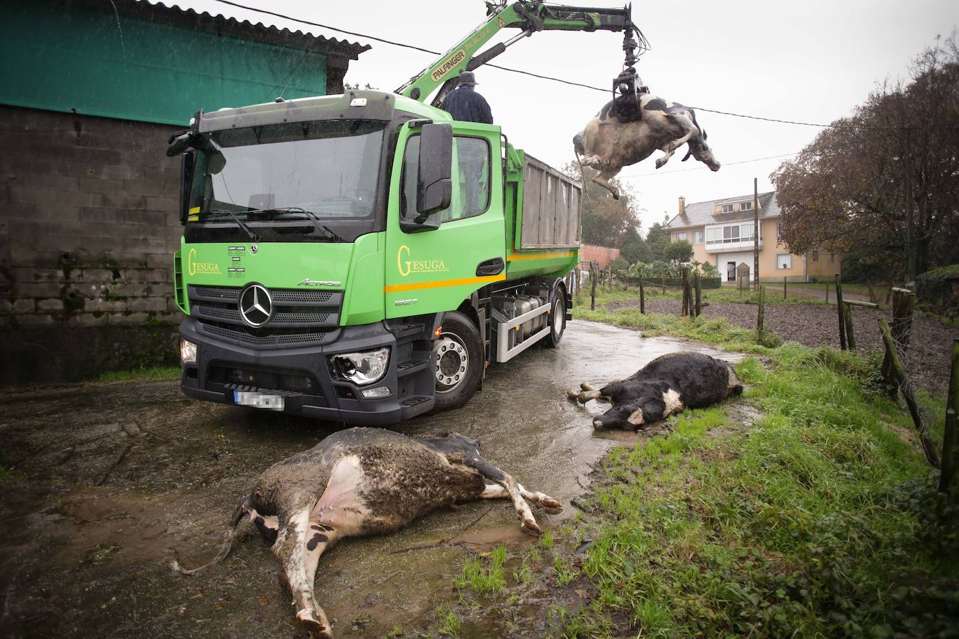 Vacas afectadas por la enfermedad hemorrágica.