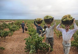 Inmigrantes trabajando en la vendimia hace varias campañas.
