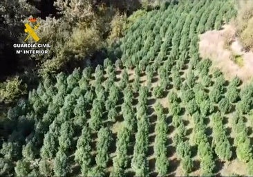 Desmantelada una macroplantación de marihuana con más de 1.500 plantas en La Vera