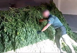 Así era la macroplantación de marihuana desmantelada en La Vera