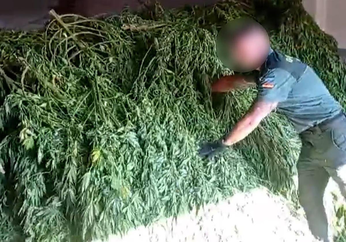 Así era la macroplantación de marihuana desmantelada en La Vera