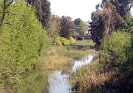 Río Limonetes a su paso por Talavera.