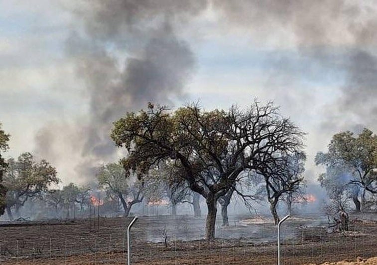 Incendio forestal producido cerca del cuartel de Bótoa