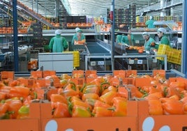 Mujeres trabajando en una central hortofrutícola.