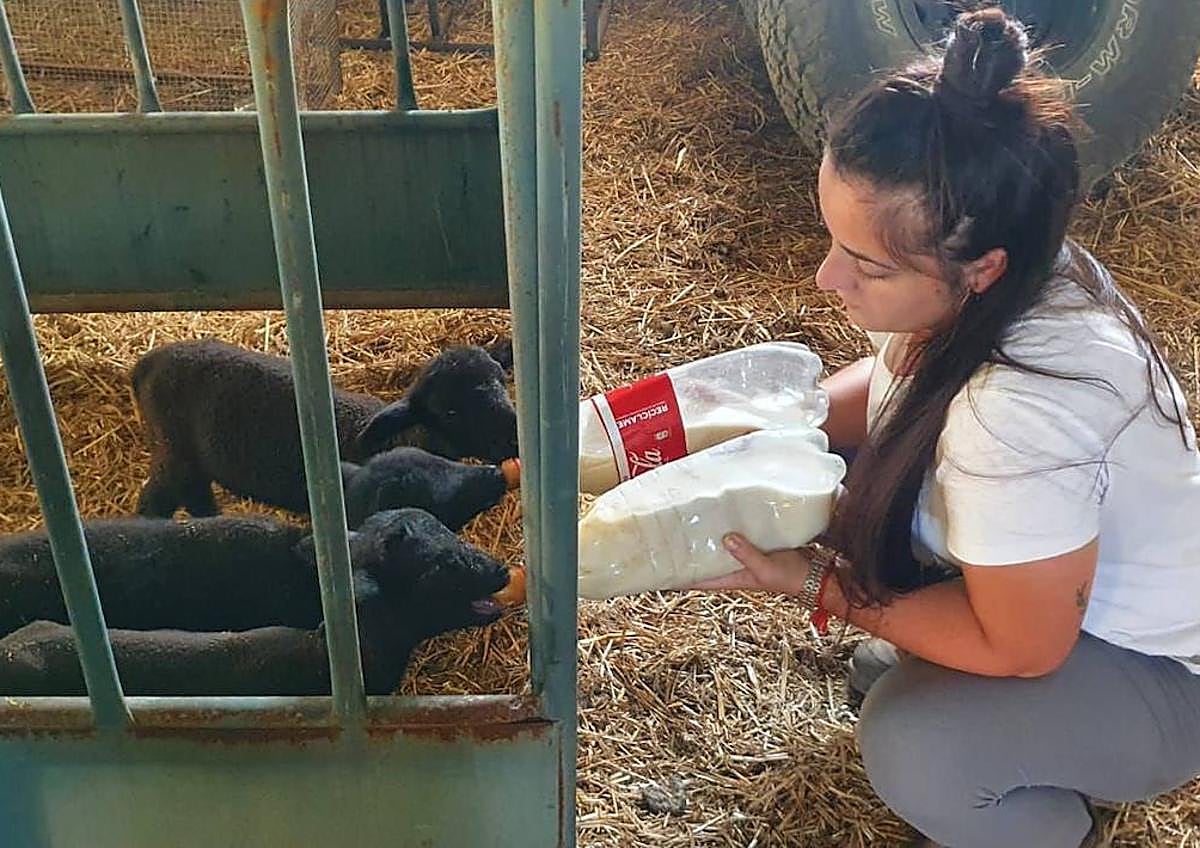Imagen secundaria 1 - Arriba, panorámica de Ángela Santiago junto a su ganado en los montes de León. Abajo, la ganadera dando de mamar a corderos merinos y junto a su pareja, Daniel Cañón, en uno de los certámenes ganaderos de Zafra.