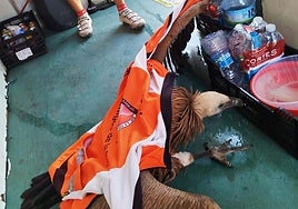 Así fue el rescate de un buitre leonado por parte de unos ciclistas