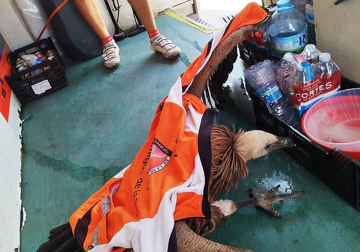 Así fue el rescate de un buitre leonado por parte de unos ciclistas