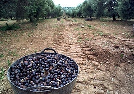Cosecha de aceitunas.