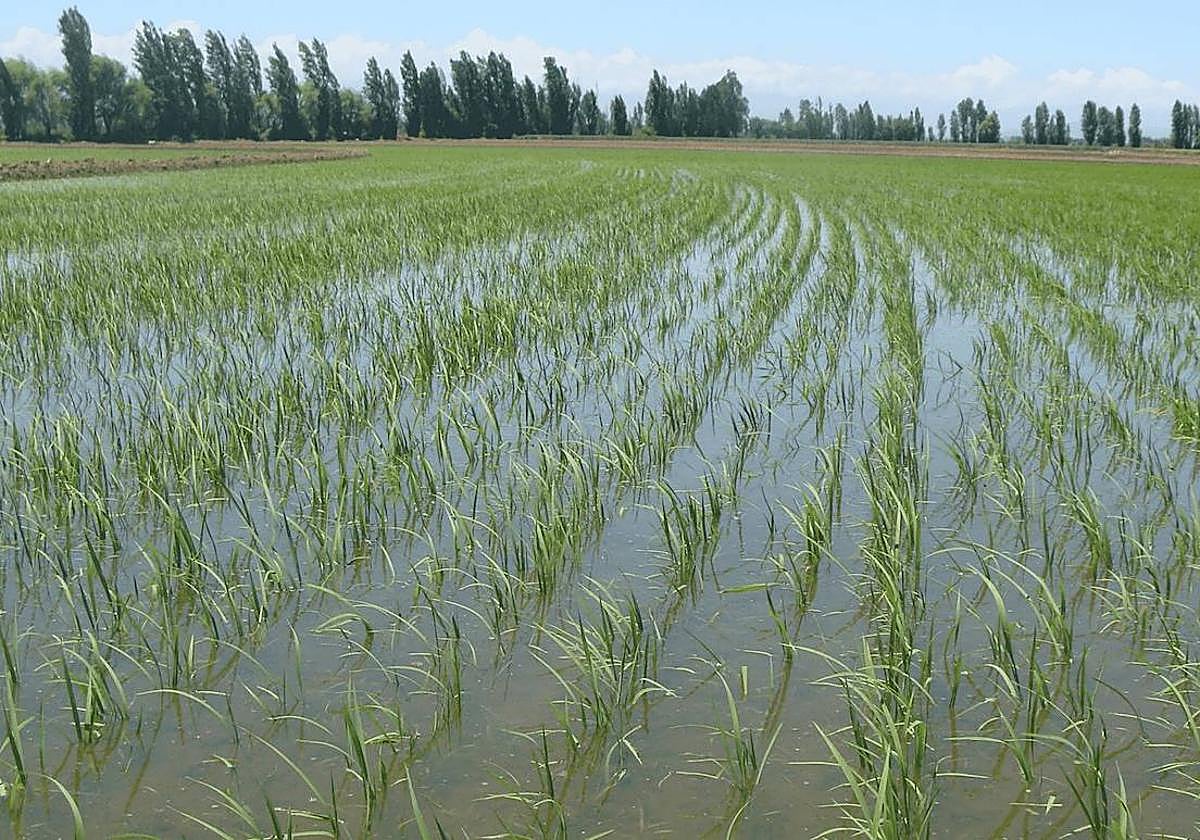 Técnica de riego por inundación en un cultivo de arroz en Extremadura.