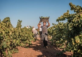 Un jornalero lleva uva blanca de la variedad parellada tras ser cosechada en una parcela de Almendralejo.