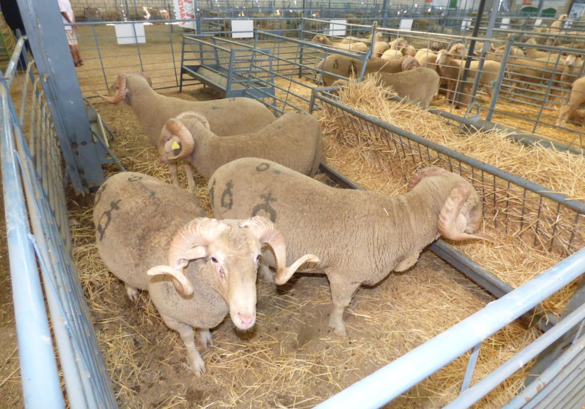 Castuera y Zafra anuncian la vuelta de septiembre