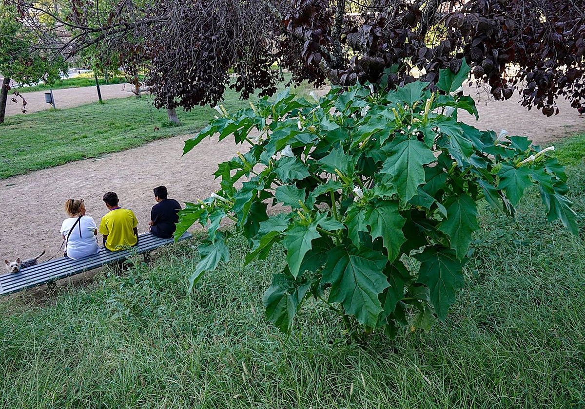La planta de estramonio, en Los Cañones.