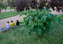 La planta de estramonio, en Los Cañones.