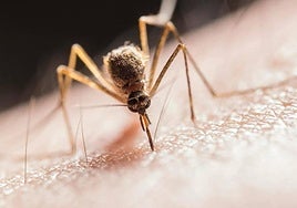 Un nuevo caso de fiebre del Nilo eleva a seis los ingresados en Extremadura