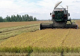 Cae la superficie agrícola en Extremadura